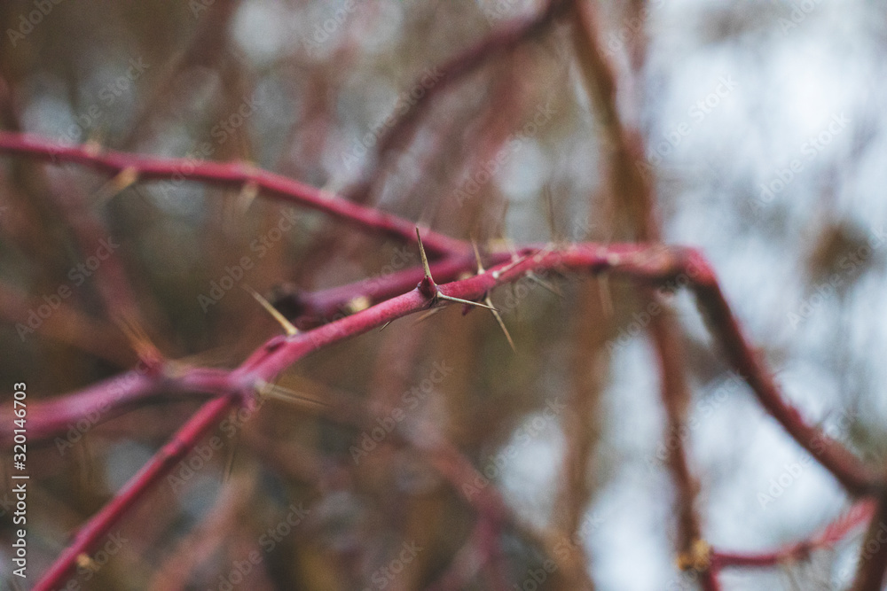 branch of a tree in winter branch of a tree in winter