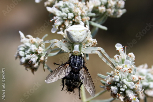 Fly became the prey of the white spider (misumena vatia)