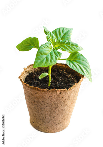 Paprica seedling in flowerpot. Gardening concept. Spring plant for gardening.