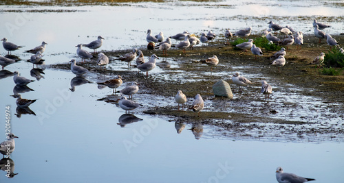Seagulls are sitting in shallow water of Maliy Sasik Lake (Tuzlovski Lagoons National Park)