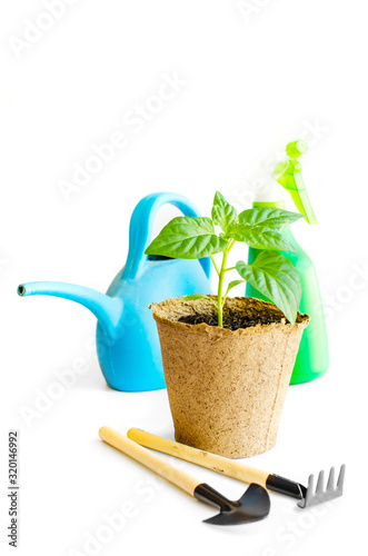 Paprica seedling in flowerpot. Gardening concept. Gardening tools.