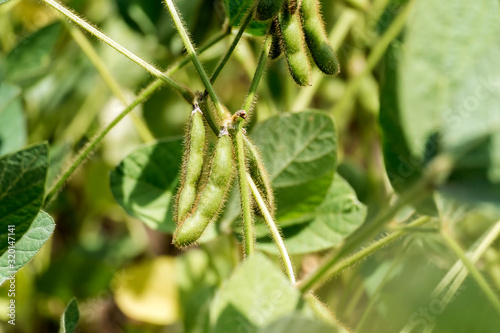 Soya bean fruit (Glycine max)