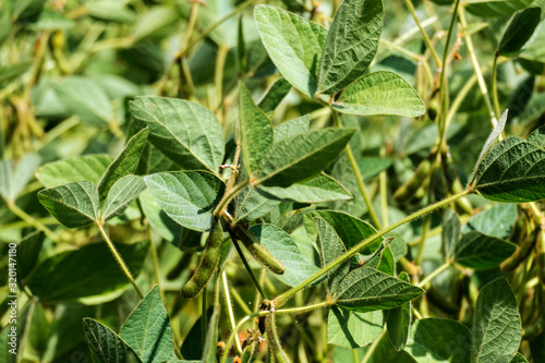 Soybeans in pods grow on an agricultural field (Glycine max)