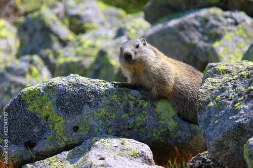 Obraz Marmot, Tatra Mountains, Poland