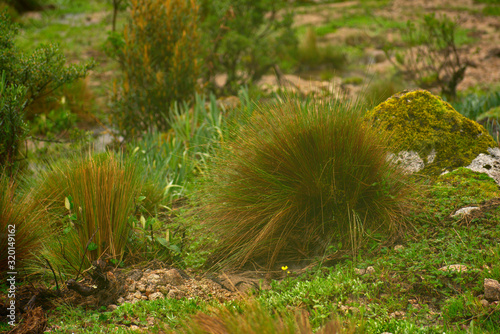 Bunch of ichu grass in Huascarán National Park