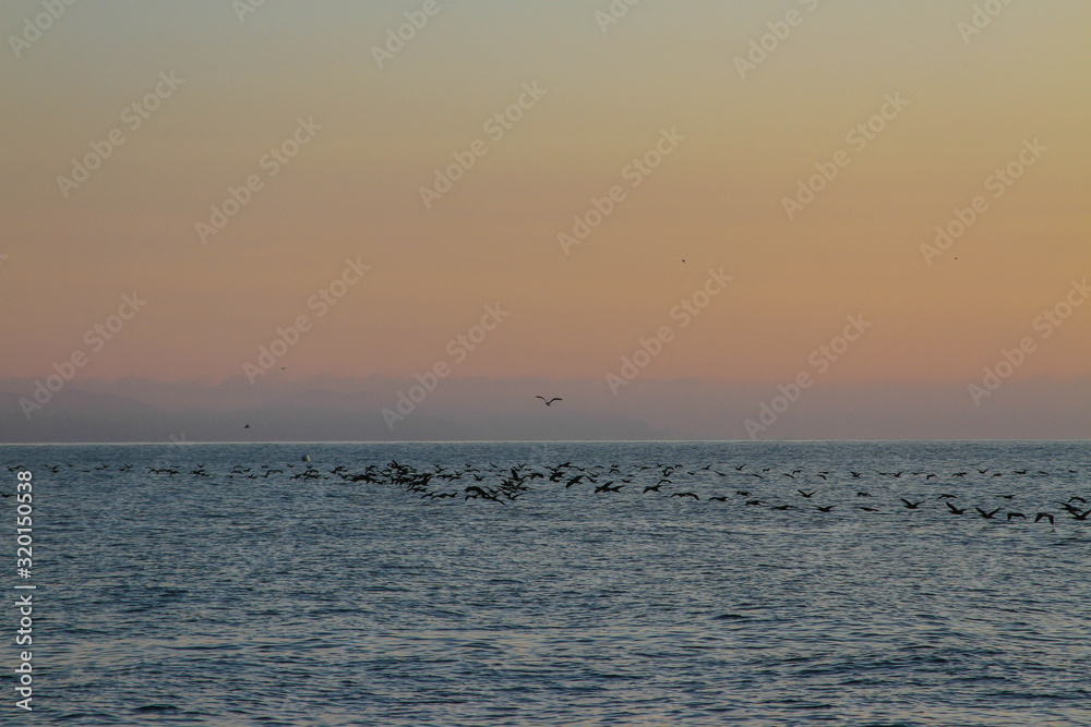 beautiful dawn on the sea, flight of ducks over the sea, ducks fly at dawn over the sea. beautiful dawn on the sea, flight of ducks over the sea, ducks fly at dawn over the sea.