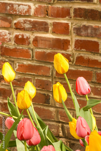 Quadro em tela Tulips on the Red Brick Wall