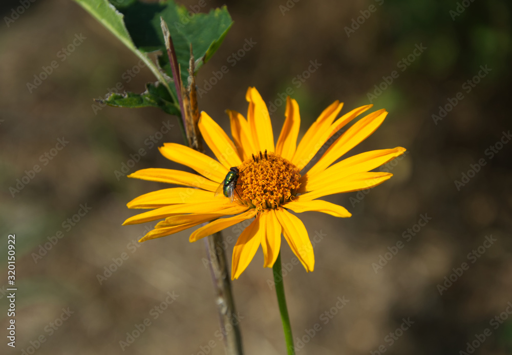 Yellow Mexican sunflower on a sunny summer afternoon Yellow Mexican sunflower on a sunny summer afternoon