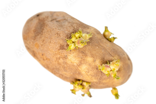 potato with sprouts isolated on white background. photo