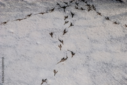 Bird tracks in fresh snow