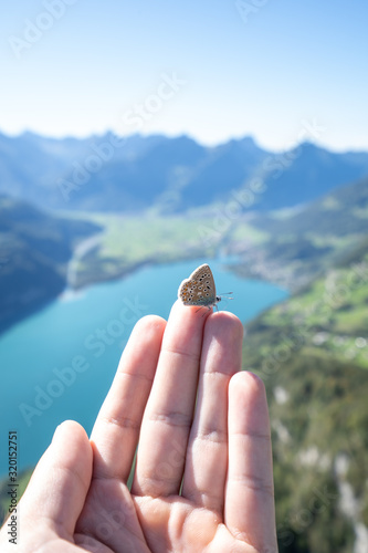 Butterfly at Lake Walensee, Switzerland