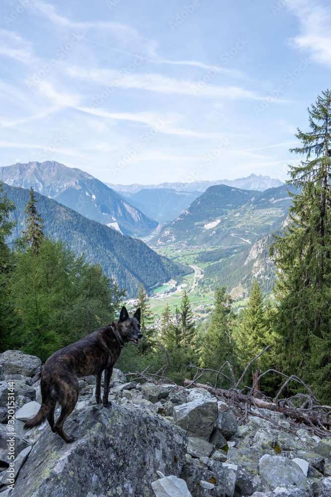 Verbier Switzerland Alps Dog