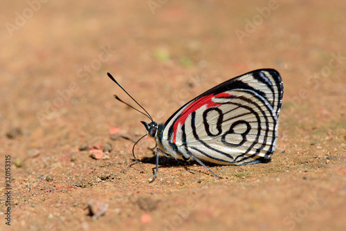 Butterfly eighty eight feeding on the dirt floor photo