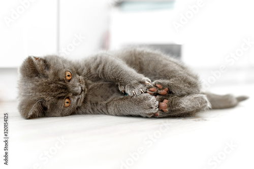 Fotografia Blue british shorthair kitten is playing with his hind legs