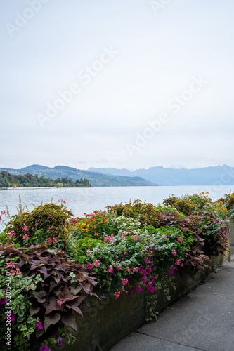 Lake Lausanne with Flowers
