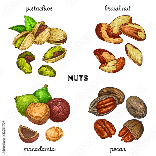 Pistachios, brazilnut, macadamia, pecan. Hand drawn set with nuts. Vector illustration isolated on white background. Doodle healthy food illustrations