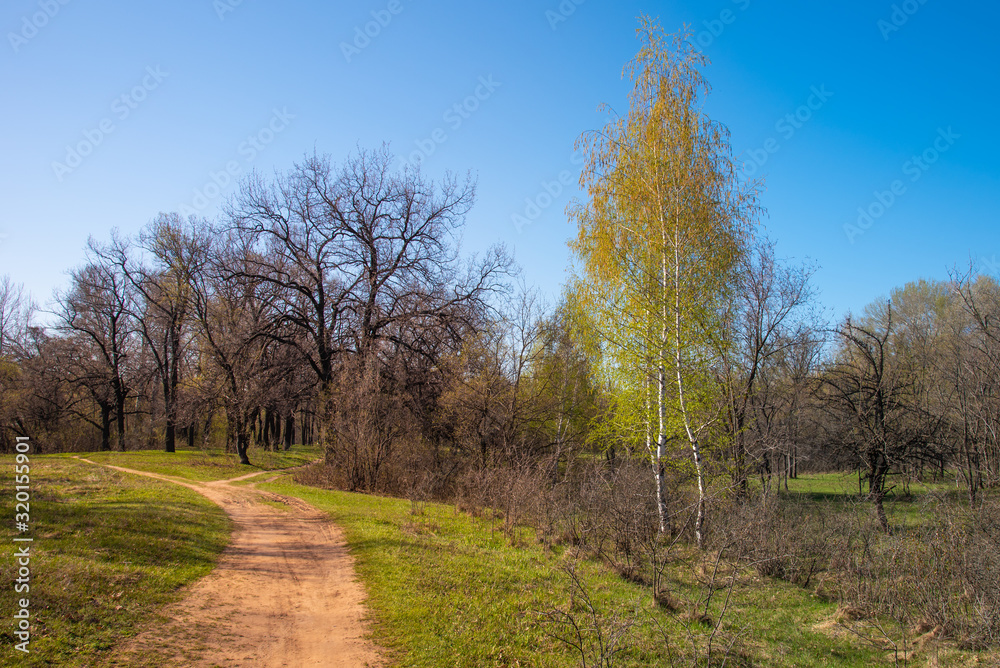 Fototapeta premium The trail in the woods in early spring and birch with young leaves near trail