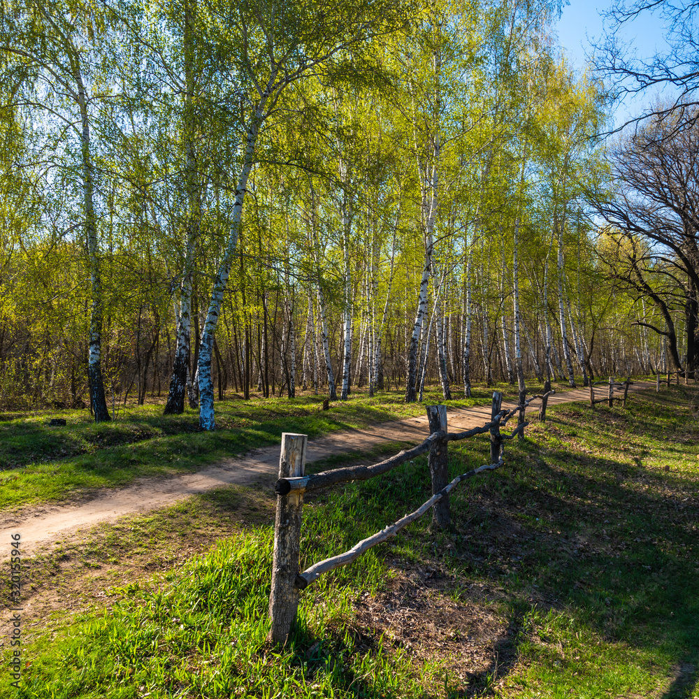 Fototapeta premium Trail in a national park with birch trees with young leaves and a wooden fence