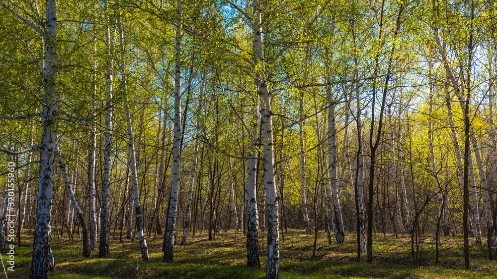 Fototapeta premium Natural spring background - birch grove in early spring on a sunny day