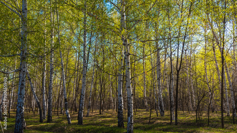 Natural spring background - birch grove in early spring on a sunny day