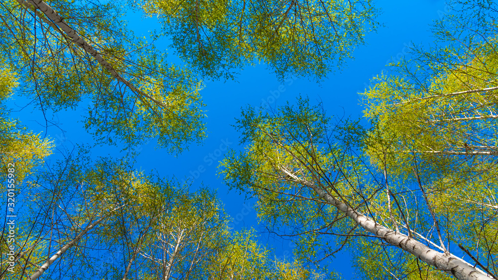 Fototapeta premium Spring natural background - crowns of birches with new leaves against the blue sky - bottom view