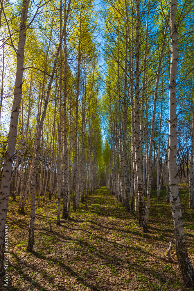 Spring park on a sunny day - rows of tall birches with young leaves
