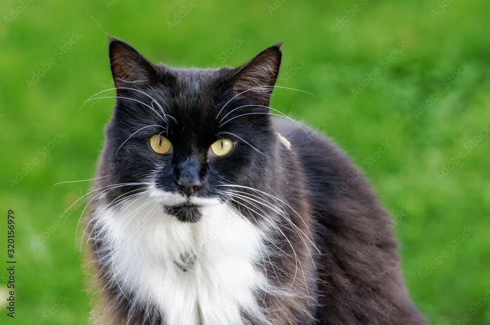 black cat against green background