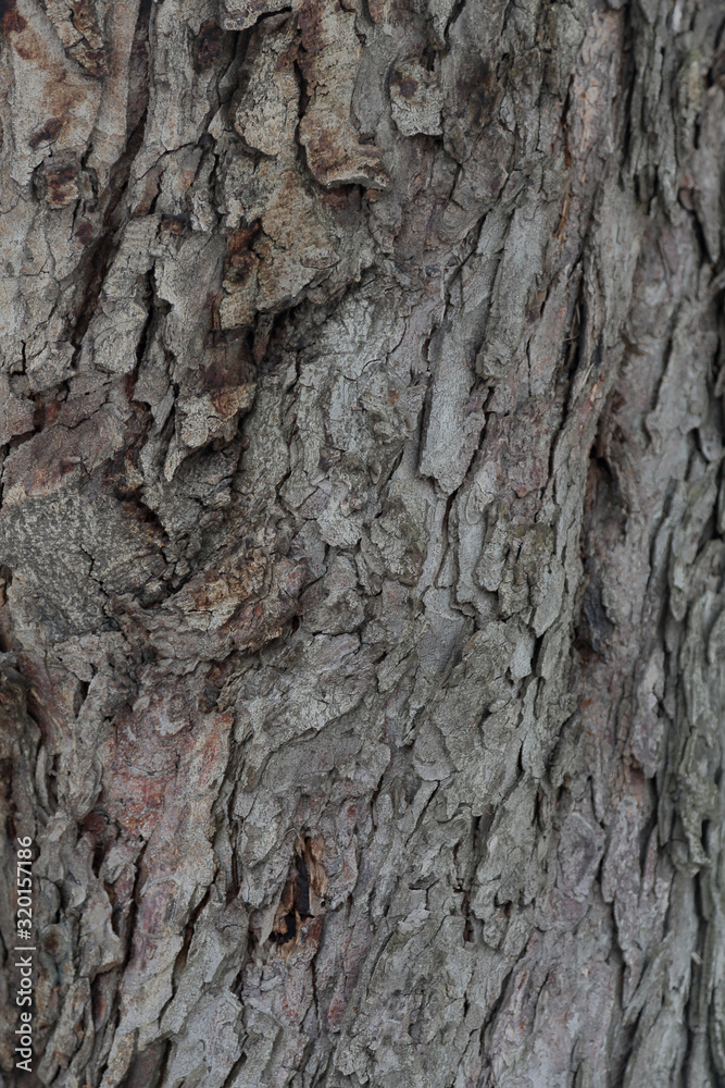 The textured surface of the bark of the old perennial deciduous tree The textured surface of the bark of the old perennial deciduous tree