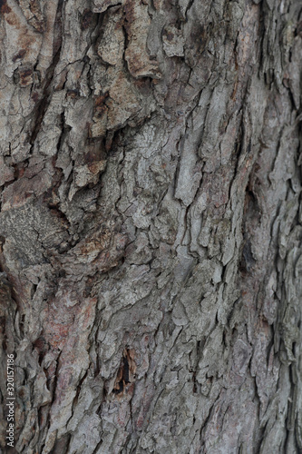 Fototapeta Naklejka Na Ścianę i Meble -  The textured surface of the bark of the old perennial deciduous tree