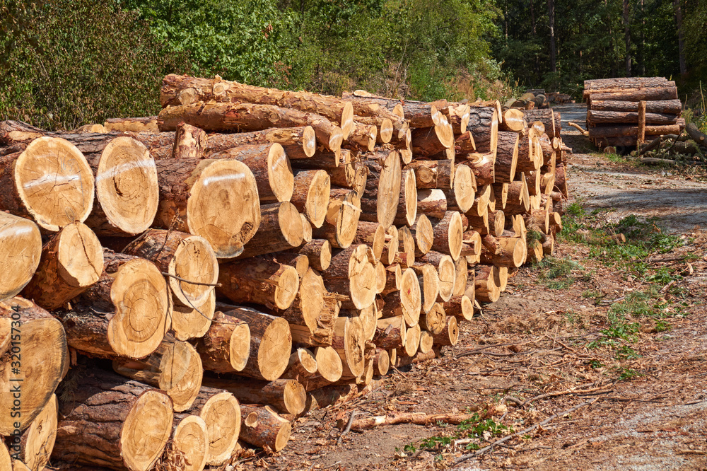 Pine logs stacked in the forest Pine logs stacked in the forest