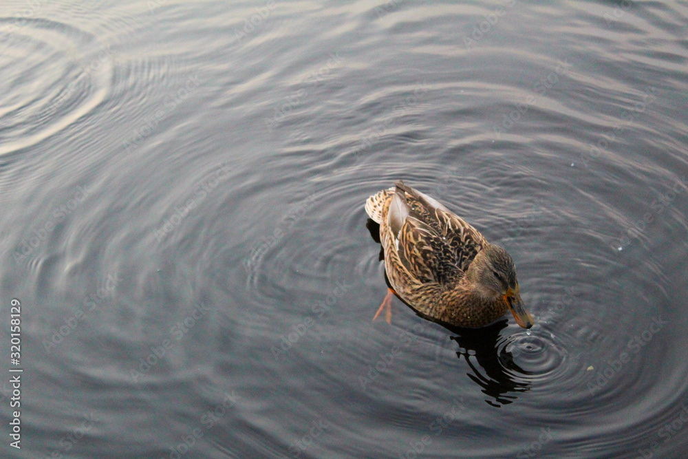 river duck Mallard in the river in autumn river duck Mallard in the river in autumn