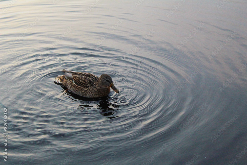 river duck Mallard in the river in autumn river duck Mallard in the river in autumn