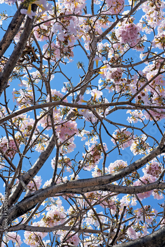 Closeup of pink lapacho tree in bloom