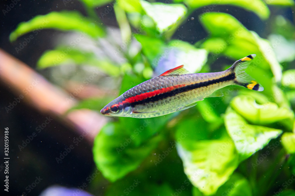 Denison barb fish in the aquarium. Denison barb fish in the aquarium.