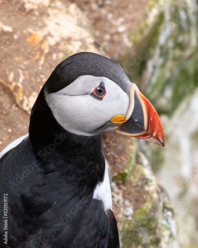 puffin resting on a rock