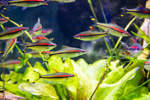 Flock of Denison barb fish in aquarium. photo