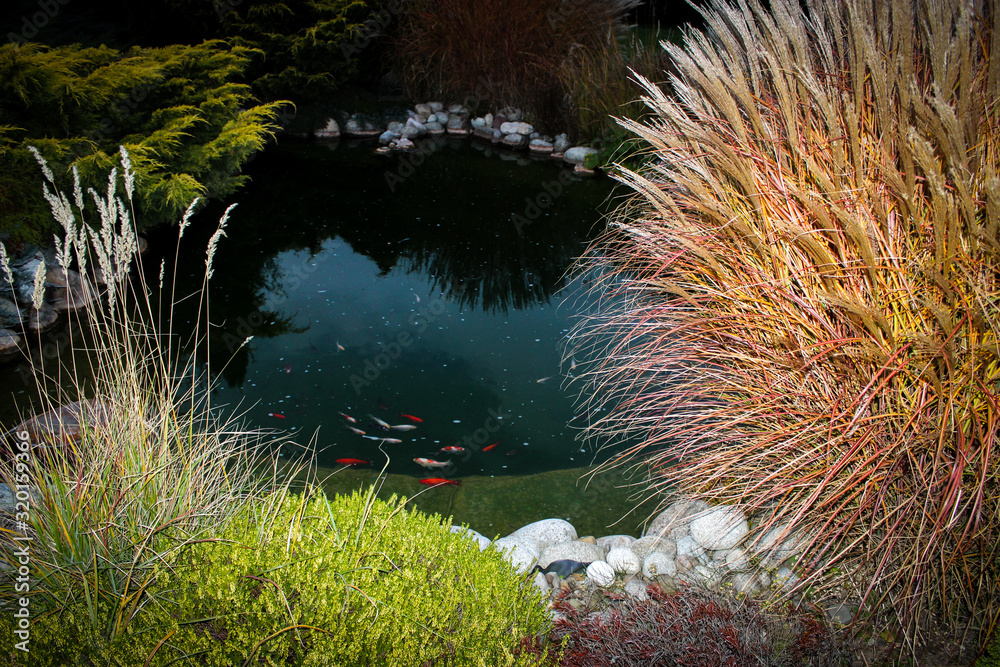 Japanese-style small artificial pond with koi carps. Japanese-style small artificial pond with koi carps.