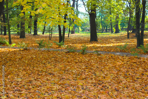 Yellow foliage falling to the ground in a beautiful and cozy park