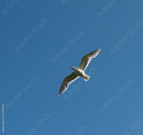 seagull in flight