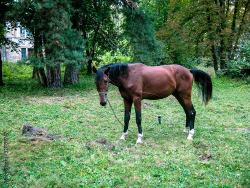 A lone horse grazes on a lawn in a forest. The horse is tied with a rope to a small stick. © CuteIdeas