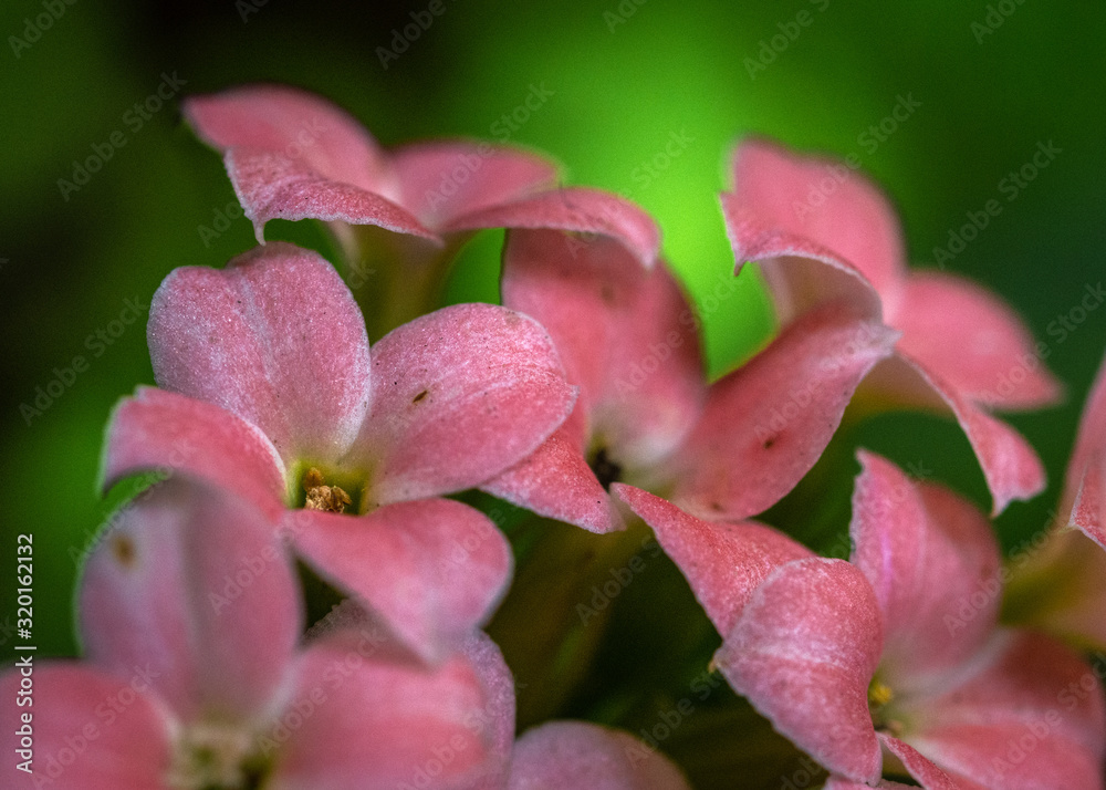Small pink flowers on my porch! Small pink flowers on my porch!
