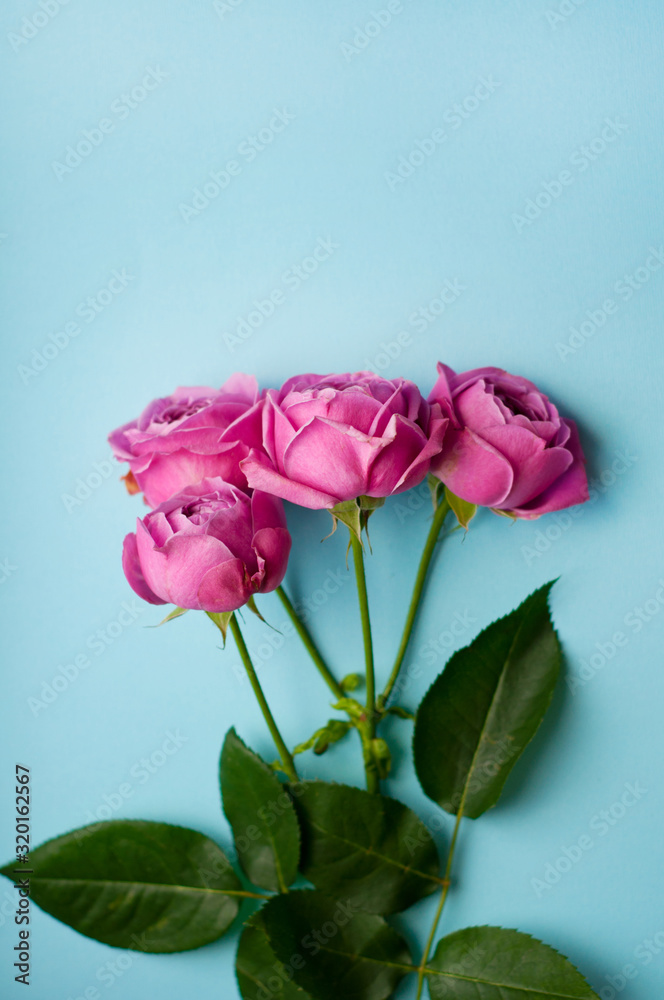 Beautiful pink pion-shaped rose. Bouquet Shrub roses on blue background. Copy space Beautiful pink pion-shaped rose. Bouquet Shrub roses on blue background. Copy space
