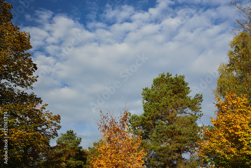 Autumn landscape with trees growing like a frame around a blue sky with clouds on the edge as a background with space for text