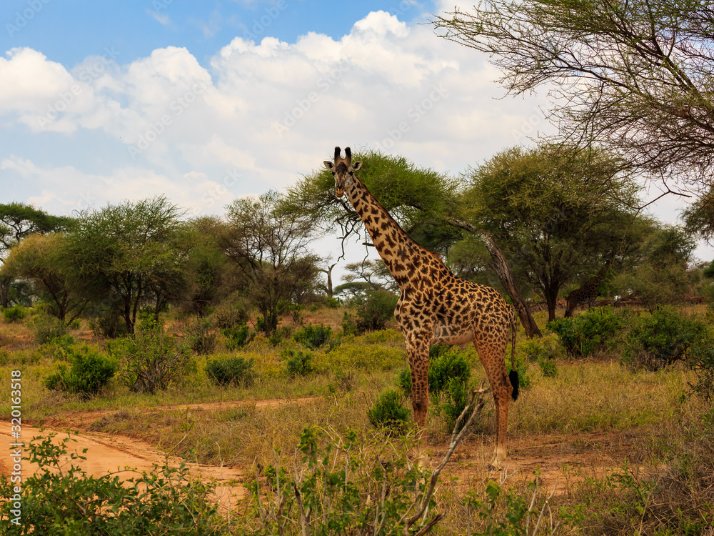 Fototapeta premium giraffe17