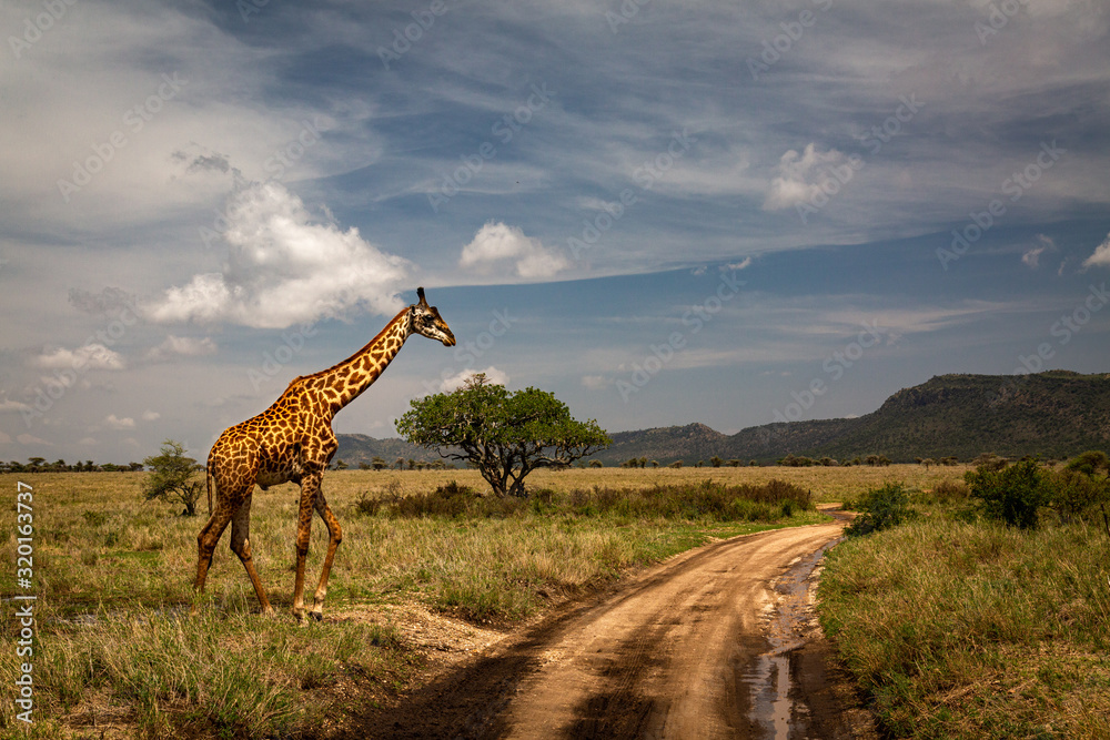 Obraz premium giraffe in savanna