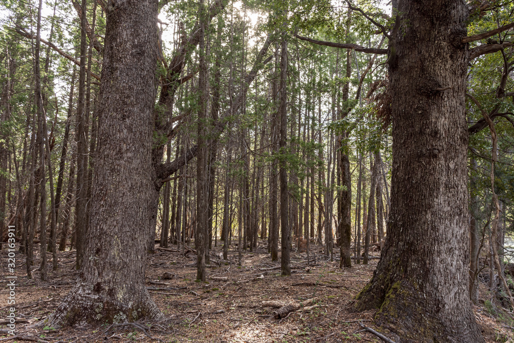 Scene view of high tall trees in the forest with no people in Los Alerces National Park, Patagonia, Argentina Scene view of high tall trees in the forest with no people in Los Alerces National Park, Patagonia, Argentina