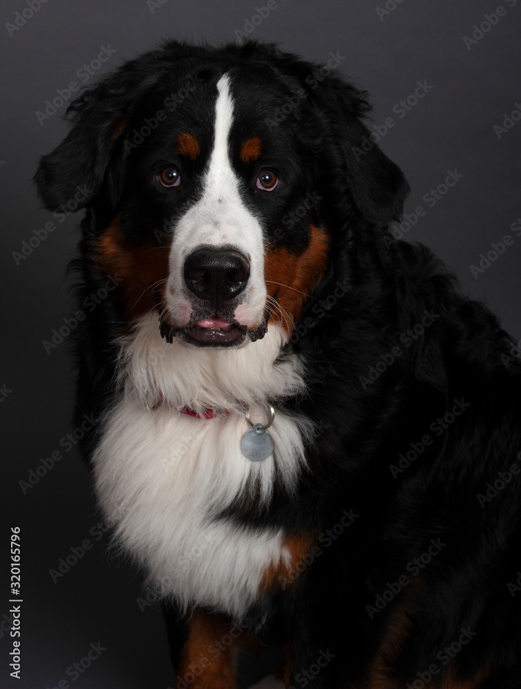 Bernese Mountain Dog (10 months old)
