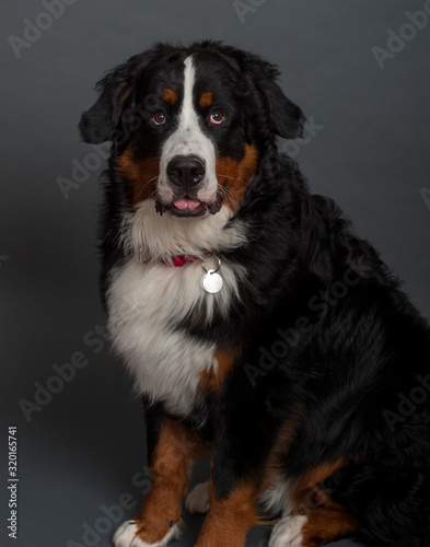 Bernese Mountain Dog (10 months old)