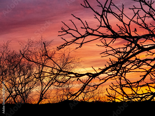 trees branches over sunset sky © Brais Seara