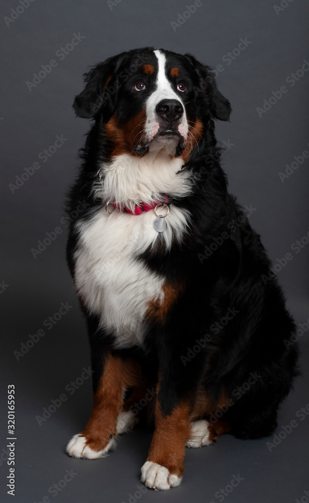 Bernese Mountain Dog (10 months old)